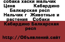 собака хаски мальчик › Цена ­ 8 000 - Кабардино-Балкарская респ., Нальчик г. Животные и растения » Собаки   . Кабардино-Балкарская респ.